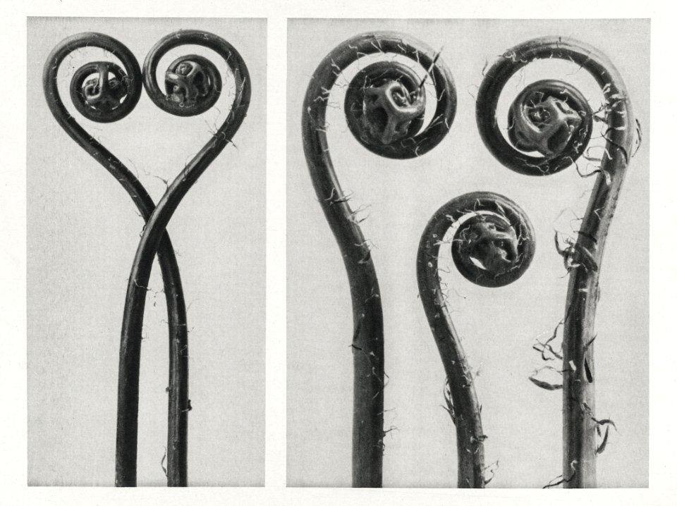 Adiantum pedatum (Northern maidenhair fern) enlarged 8 times and 12 times from Urformen der Kunst (1928) by Karl Blossfeldt.