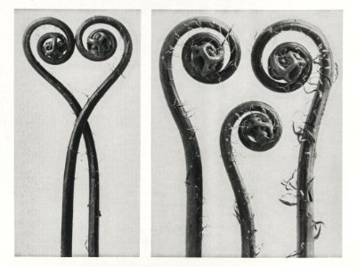 Adiantum pedatum (Northern maidenhair fern) enlarged 8 times and 12 times from Urformen der Kunst (1928) by Karl Blossfeldt.
