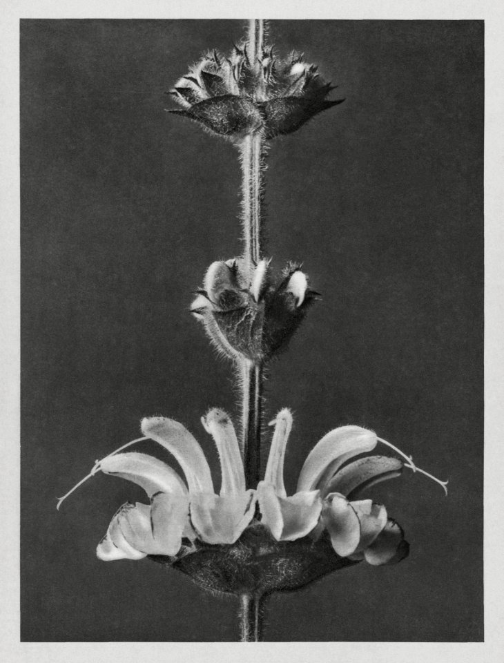 Salvia argentea (silver sage) enlarged 4 times from Urformen der Kunst (1928) by Karl Blossfeldt.