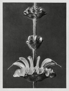 Salvia argentea (silver sage) enlarged 4 times from Urformen der Kunst (1928) by Karl Blossfeldt.