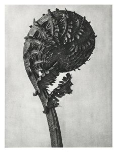 Struthiopteris Germanica (German Ostrich Fern Frond) enlarged 8 times from Urformen der Kunst (1928) by Karl Blossfeldt.