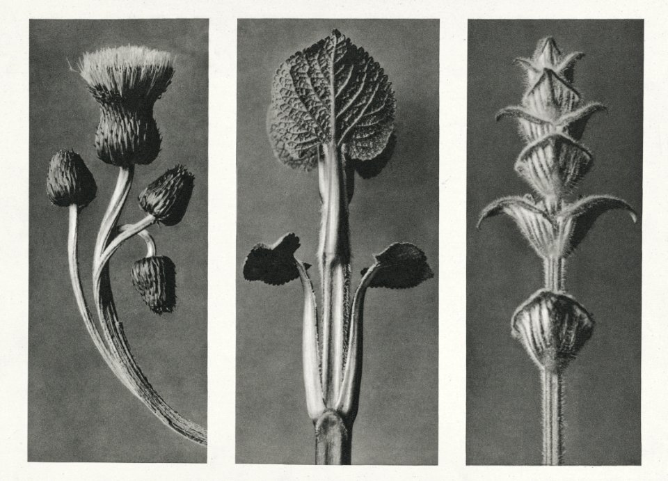 Cirsium canum (Queen Anne Thistle) enlarged 4 times, Phlomis umbrosa enlarged 4 times, and Salvia enlarged 6 times from Urformen der Kunst (1928) by Karl Blossfeldt.