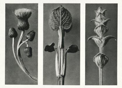 Cirsium canum (Queen Anne Thistle) enlarged 4 times, Phlomis umbrosa enlarged 4 times, and Salvia enlarged 6 times from Urformen der Kunst (1928) by Karl Blossfeldt.