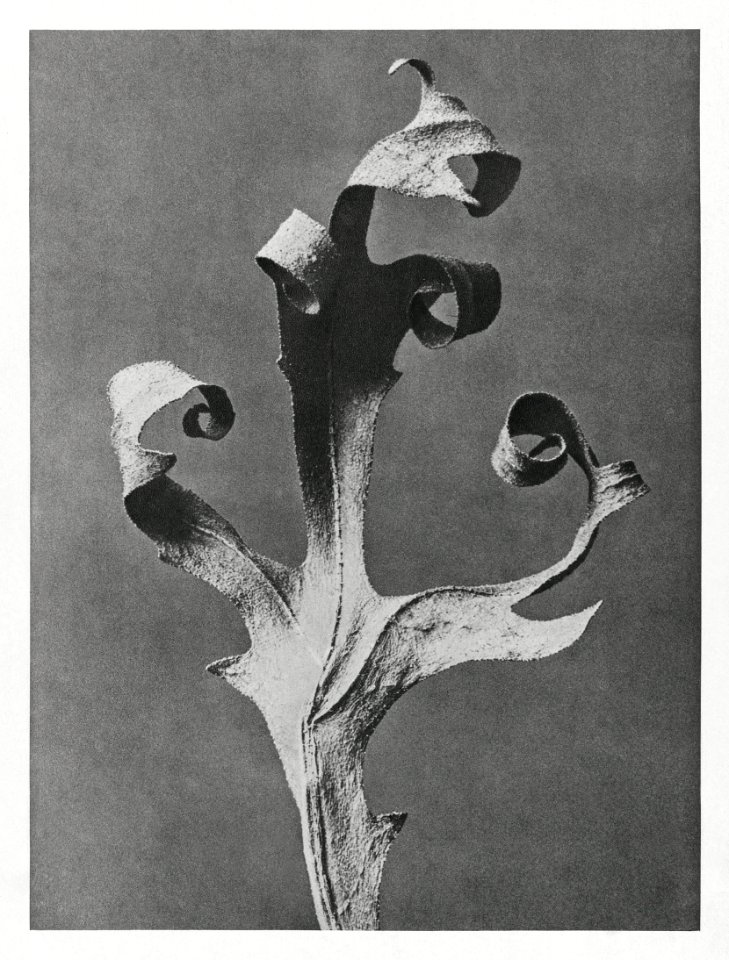 Silphium Laciniatum (Compass Plant) dried leaf enlarged 5 times from Urformen der Kunst (1928) by Karl Blossfeldt.