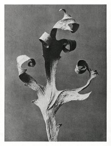 Silphium Laciniatum (Compass Plant) dried leaf enlarged 5 times from Urformen der Kunst (1928) by Karl Blossfeldt.