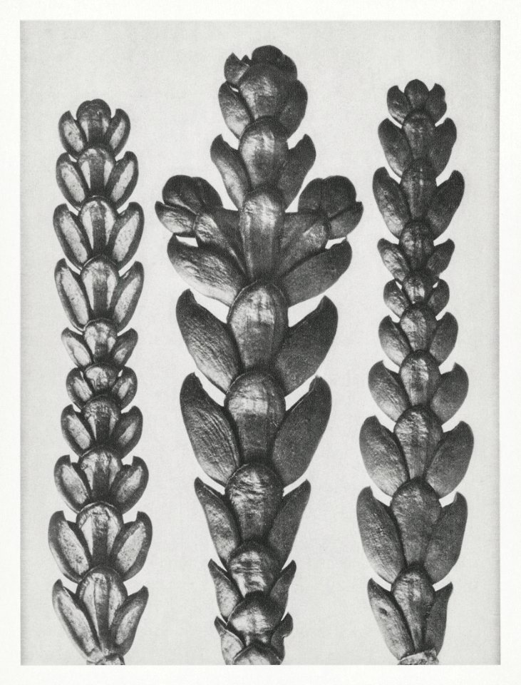 Ends of Thujopsis Dolabrata Branch (Hatchet–Leaved Arbor Vitae) enlarged 10 times from Urformen der Kunst (1928) by Karl Blossfeldt.