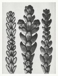 Ends of Thujopsis Dolabrata Branch (Hatchet–Leaved Arbor Vitae) enlarged 10 times from Urformen der Kunst (1928) by Karl Blossfeldt.