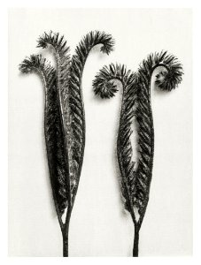 Phacelia Tanacetifolia (Lacy Phacelia) enlarged 4 times from Urformen der Kunst (1928) by Karl Blossfeldt. photo