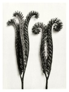 Phacelia Tanacetifolia (Lacy Phacelia) enlarged 4 times from Urformen der Kunst (1928) by Karl Blossfeldt.