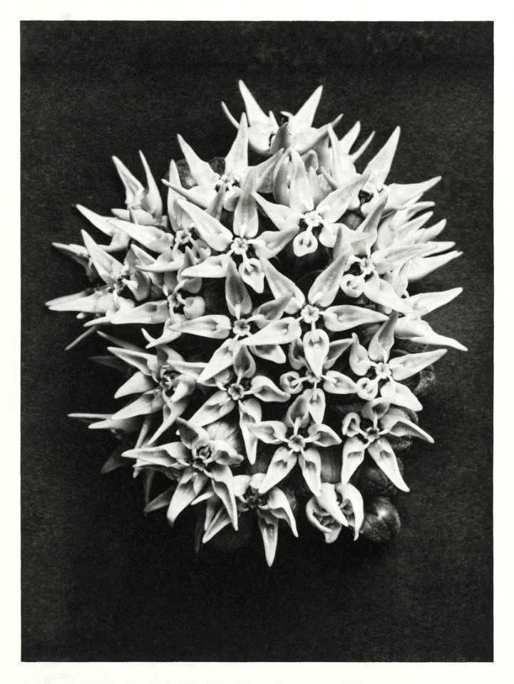 Asclepias speciosa (Showy Milkweed) enlarged 3 times from Urformen der Kunst (1928) by Karl Blossfeldt.