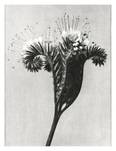 Phacelia tanacetifolia (Lacy Phacelia) enlarged 4 times from Urformen der Kunst (1928) by Karl Blossfeldt. photo