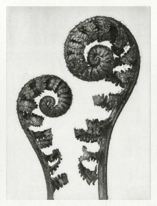 Aspidium Filix Mas (Shield Fern Fronds) enlarged 4 times from Urformen der Kunst (1928) by Karl Blossfeldt.