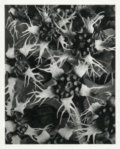 Tellima Grandiflora (Fringe Cups) enlarged 12 times from Urformen der Kunst (1928) by Karl Blossfeldt. photo
