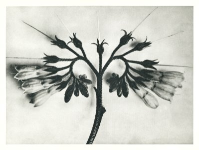 Symphytum officinale (Common Comfrey) enlarged 8 times from Urformen der Kunst (1928) by Karl Blossfeldt.