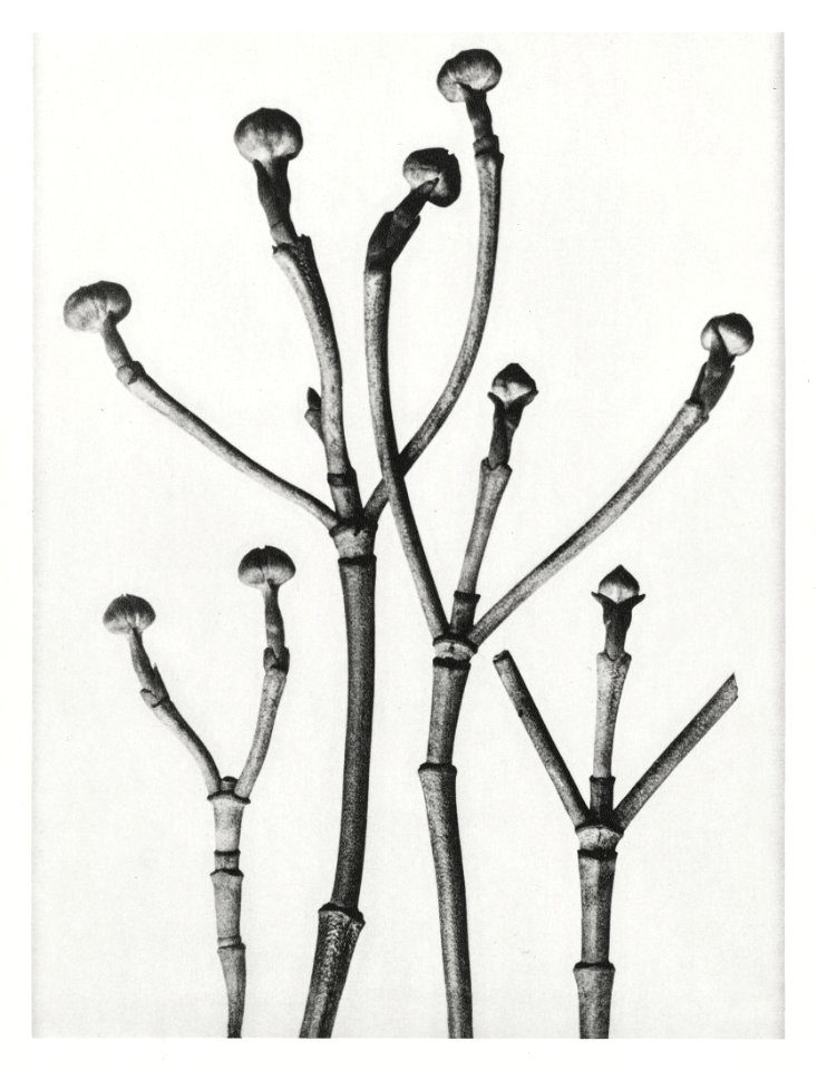 Cornus Florida (Box–Wood of North America, Flowering Dogwood) enlarged 3 times from Urformen der Kunst (1928) by Karl Blossfeldt.