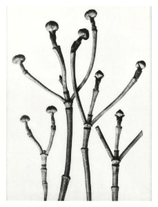 Cornus Florida (Box–Wood of North America, Flowering Dogwood) enlarged 3 times from Urformen der Kunst (1928) by Karl Blossfeldt.