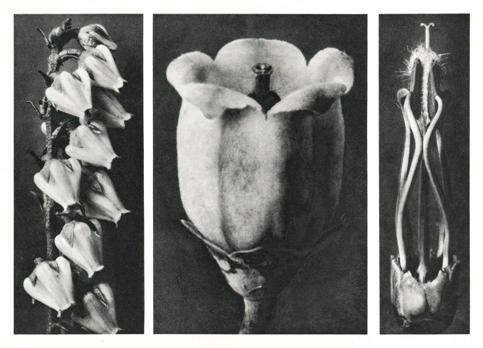 Andromeda Floribunda (Pieris Floribunda) enlarged 6 times, Vaccinium Corymbosum (Highbush Blueberry) enlarged 20 times, and Acanthus Mollis (Bear's Breeches) enlarged 5 times from Urformen der Kunst (1928) by Karl Blossfeldt.
