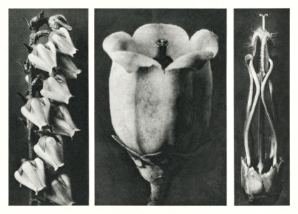 Andromeda Floribunda (Pieris Floribunda) enlarged 6 times, Vaccinium Corymbosum (Highbush Blueberry) enlarged 20 times, and Acanthus Mollis (Bear's Breeches) enlarged 5 times from Urformen der Kunst (1928) by Karl Blossfeldt.