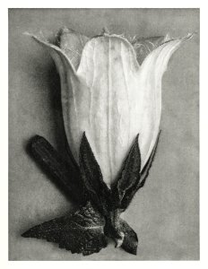 Campanula Alliariifolia (Cornish Bellflower) enlarged 10 times from Urformen der Kunst (1928) by Karl Blossfeldt. photo