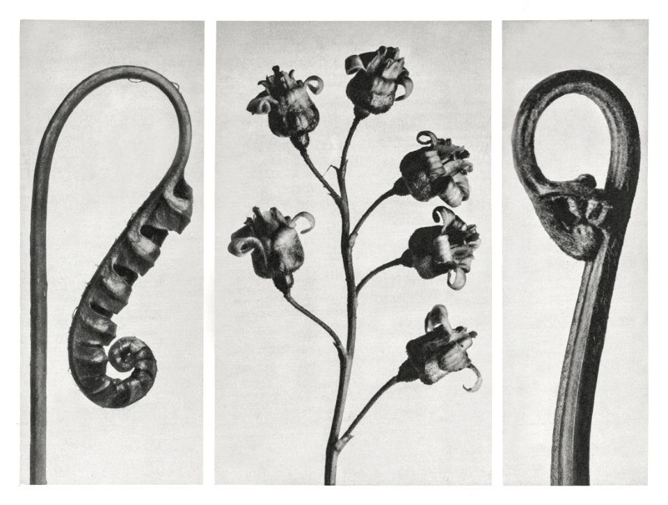 Polypodium Vulgare (Common Polypody or Adder's Fern) young frond enlarged 7 times from Urformen der Kunst (1928) by Karl Blossfeldt.