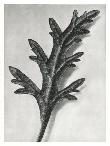 Verbena Canadensis (rose mock vervain) enlarged 10 times from Urformen der Kunst (1928) by Karl Blossfeldt.