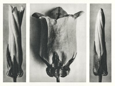 Convolvulus Sepium (Hedge Bindweed) enlarged 5 times and Campanula Medium (Canterbury Bells) enlarged 6 times from Urformen der Kunst (1928) by Karl Blossfeldt. photo