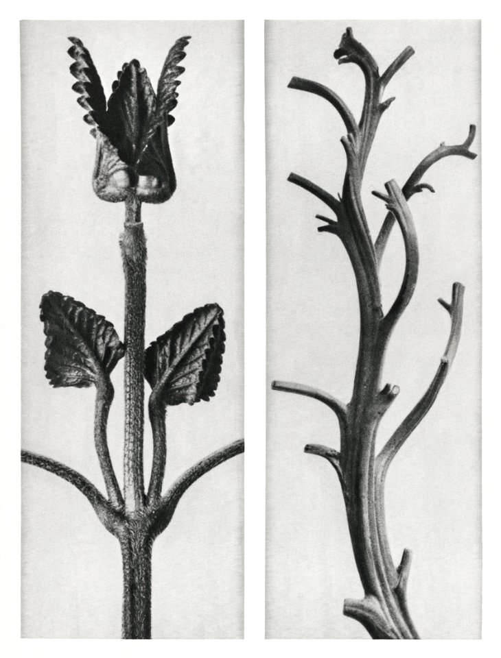 Stachis Grandiflora (Big Betony) enlarged 3 times and
Nicotiana Rustica (Aztec Tobacco) from Urformen der Kunst (1928) by Karl Blossfeldt.