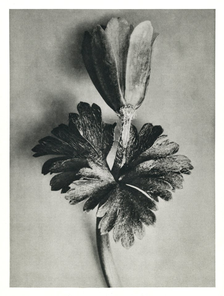 Anemone Blanda (Windblume) enlarged 8 times from Urformen der Kunst (1928) by Karl Blossfeldt.