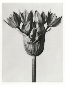 Allium Ostroroskianum (ornamental onion) enlarged 6 times from Urformen der Kunst (1928) by Karl Blossfeldt. photo