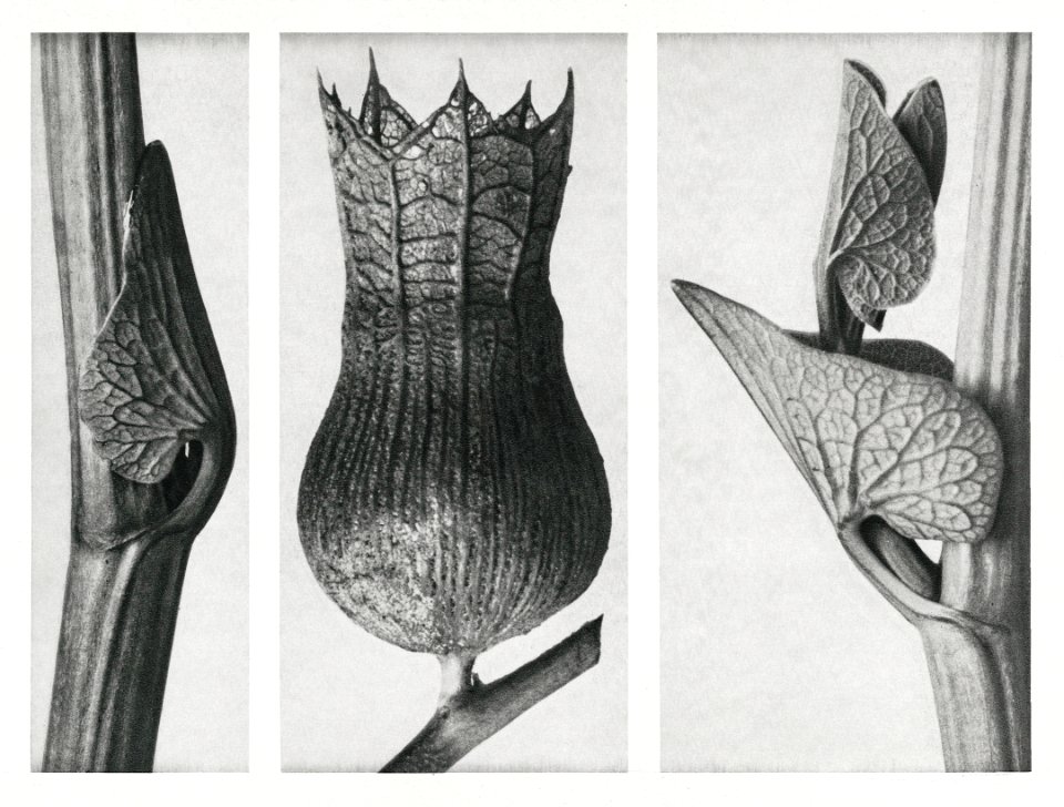 Ristolochia Clematitis (Birthwort) enlarged 8 times,
Hyoscyamus Niger (Henbane) enlarged 10 times,
and Aristolochia Clematitis (Birthwort) enlarged 8 times from Urformen der Kunst (1928) by Karl Blossfeldt.