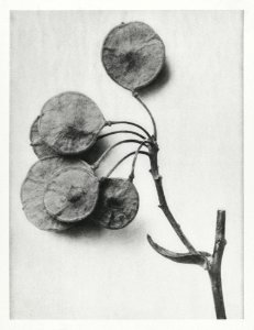 Ptelea Trifoliata (Common Hoptree) enlarged 6 times from Urformen der Kunst (1928) by Karl Blossfeldt.