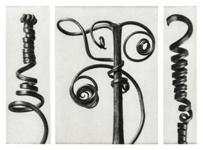 Cucurbita (Pumpkin) enlarged 4 times from Urformen der Kunst (1928) by Karl Blossfeldt.