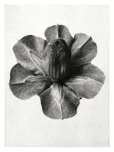 Cobaea Scandens (Cup and Saucer Vine) enlarged 4 times from Urformen der Kunst (1928) by Karl Blossfeldt. photo