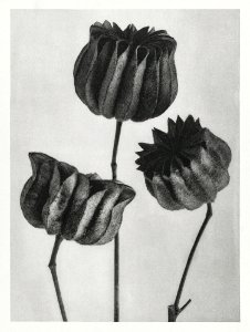 Abutilon (Lime Mallow) pod enlarged six times from Urformen der Kunst (1928) by Karl Blossfeldt.