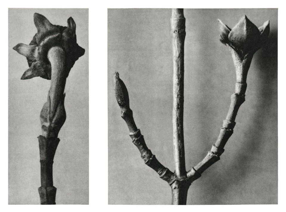Cornus Nuttallii (Pacific Dogwood) young shoot enlarged 5 times and Cornus Officinalis (Common Dogwood) ramifications enlarged 8 times from Urformen der Kunst (1928) by Karl Blossfeldt.