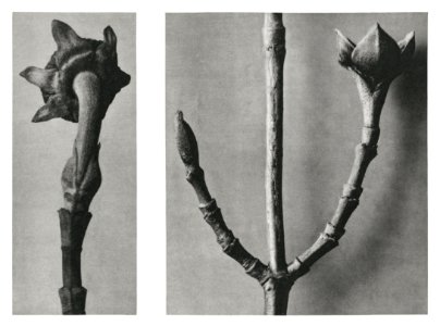 Cornus Nuttallii (Pacific Dogwood) young shoot enlarged 5 times and Cornus Officinalis (Common Dogwood) ramifications enlarged 8 times from Urformen der Kunst (1928) by Karl Blossfeldt.