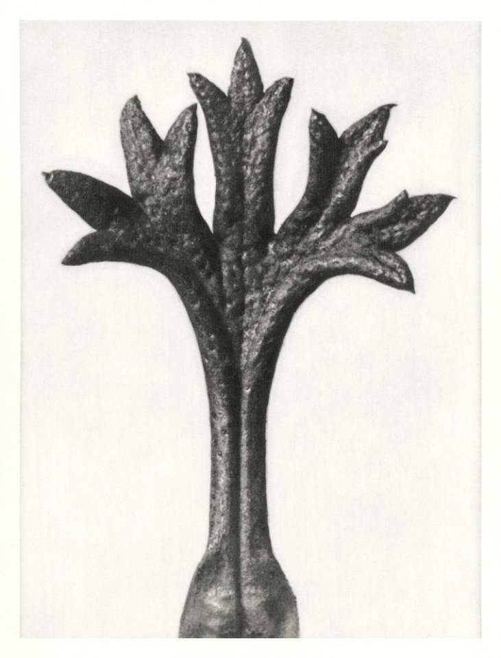 Saxifraga Willkommniana (Willkomm's Saxifrage) leaf enlarged 18 times from Urformen der Kunst (1928) by Karl Blossfeldt.