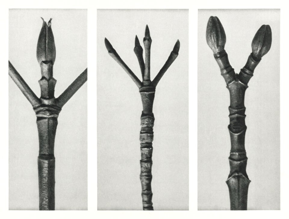 Cornus Nuttallii (end of Dogwood branch) enlarged 6 times, Cornus florida (end of Flowering Dogwood branch) enlarged 6 times, and Acer Pennsylvanicum (end of Maple Tree branch) enlarged 6 times.from Urformen der Kunst (1928) by Karl Blossfeldt.