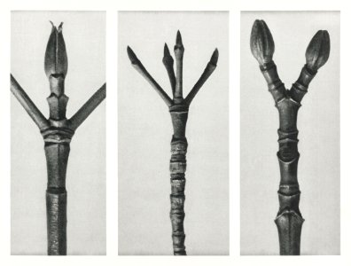 Cornus Nuttallii (end of Dogwood branch) enlarged 6 times, Cornus florida (end of Flowering Dogwood branch) enlarged 6 times, and Acer Pennsylvanicum (end of Maple Tree branch) enlarged 6 times.from Urformen der Kunst (1928) by Karl Blossfeldt. photo