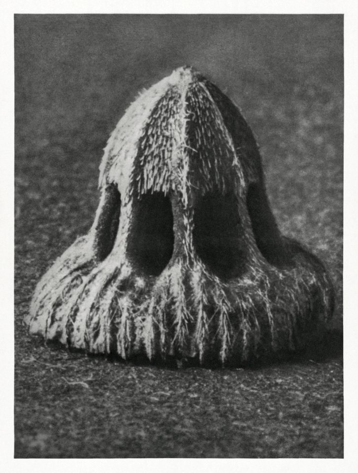 Callistemma Brachiatum (Seed of a Scabious) enlarged 30 times from Urformen der Kunst (1928) by Karl Blossfeldt.