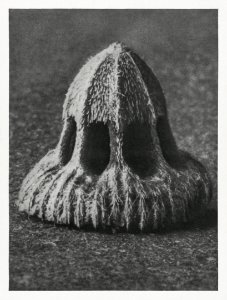 Callistemma Brachiatum (Seed of a Scabious) enlarged 30 times from Urformen der Kunst (1928) by Karl Blossfeldt. photo