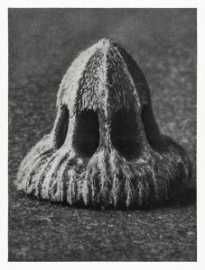 Callistemma Brachiatum (Seed of a Scabious) enlarged 30 times from Urformen der Kunst (1928) by Karl Blossfeldt.