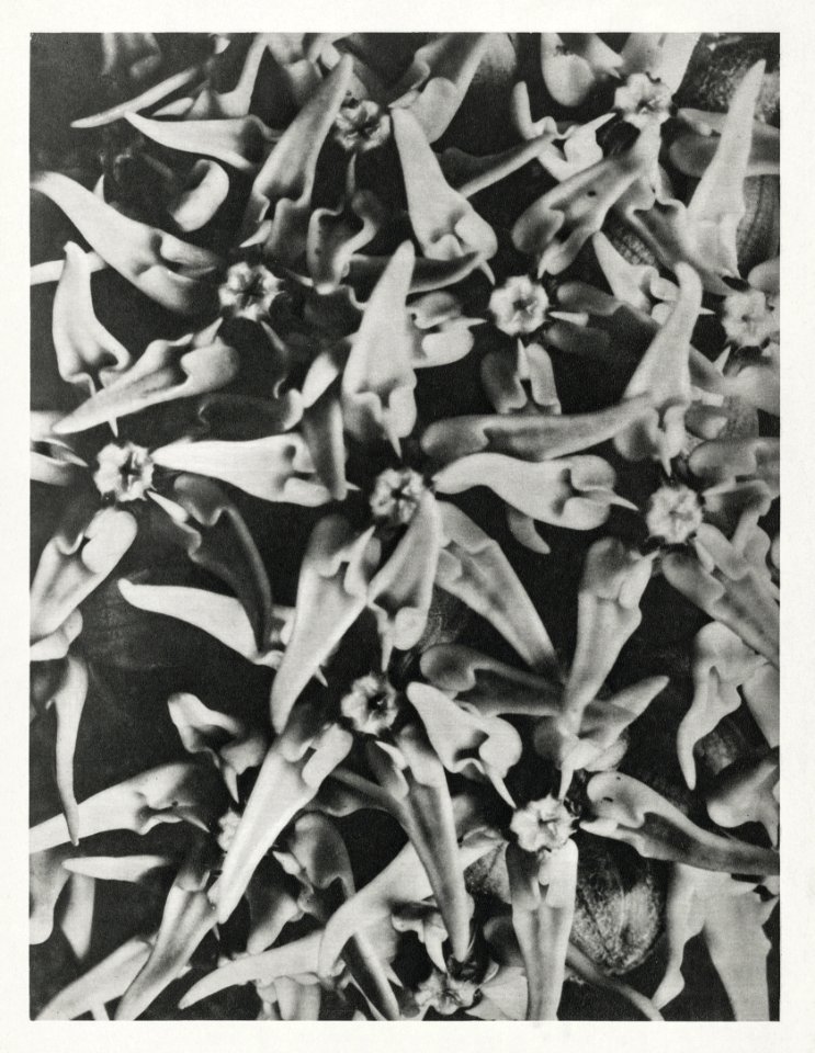 Asclepias speciosa (Showy Milkweed) enlarged 8 times from Urformen der Kunst (1928) by Karl Blossfeldt.
