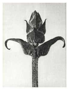 Brunella Grandiflora enlarged 8 times from Urformen der Kunst (1928) by Karl Blossfeldt.