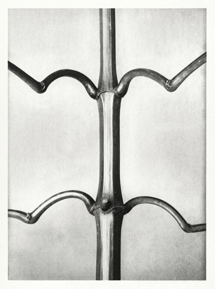 Impatiens Glanduligera (Hardy Indian Balsam) stem with ramifications in natural size from Urformen der Kunst (1928) by Karl Blossfeldt.