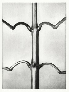 Impatiens Glanduligera (Hardy Indian Balsam) stem with ramifications in natural size from Urformen der Kunst (1928) by Karl Blossfeldt.