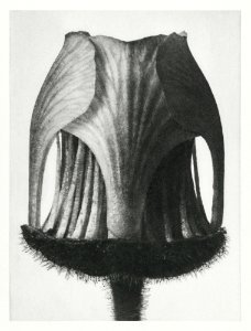 Geum Rivale (Nodding Avens Flower–Bud with the Sepals Removed) enlarged 25 times from Urformen der Kunst (1928) by Karl Blossfeldt.