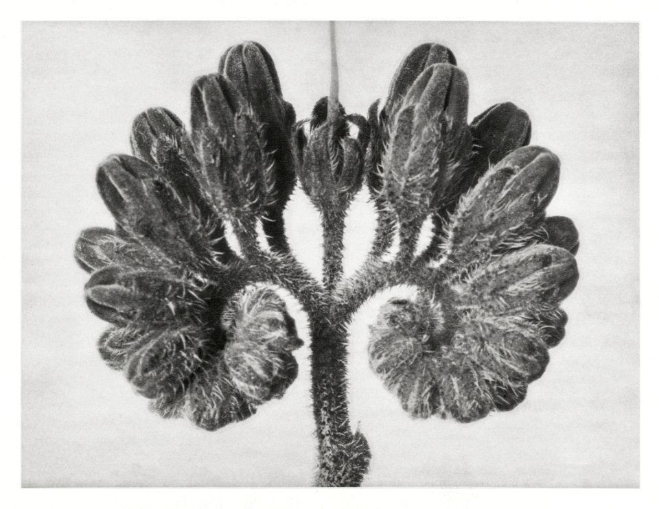 Symphytum Officinale (Common Comfrey) enlarged 8 times from Urformen der Kunst (1928) by Karl Blossfeldt.