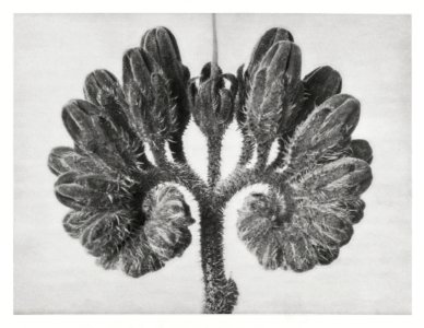 Symphytum Officinale (Common Comfrey) enlarged 8 times from Urformen der Kunst (1928) by Karl Blossfeldt.