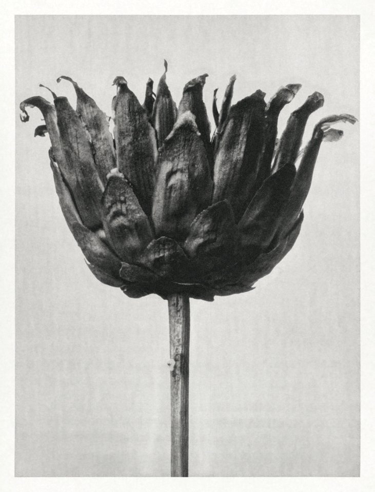 Centaurea Ruthenica (Star Thristle) enlarged 8 times from Urformen der Kunst (1928) by Karl Blossfeldt.